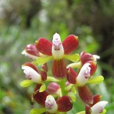Orchidee sul Cammino Inca